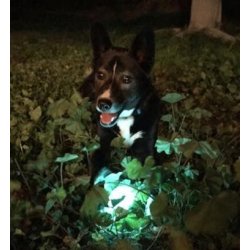 Chuckit Max Glow Ball 1-pk