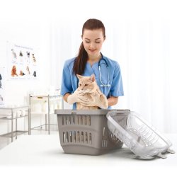 Rocket Transportkasse M/Transperant Lg - 2 Ass. Farver