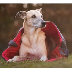 iEnergy Sovepose til hund