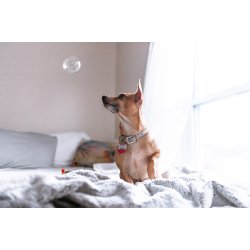 Nano Shampoo Hudpleje til hunhunde 250 ml