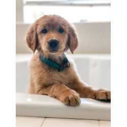 Nano Shampoo til hvalpe sknsom 250 ml