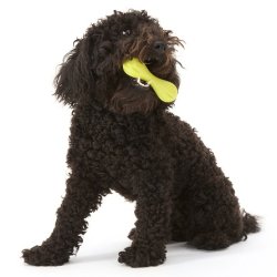 West Paw Hurley Small