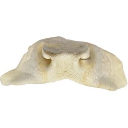 Whesco Hvide Oksenser 