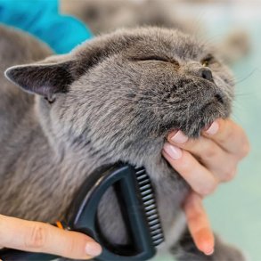 Plejeartikler Til Katten