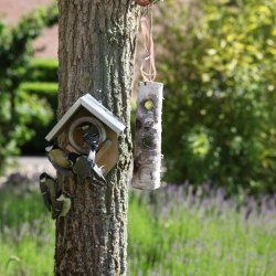 KonaCorn trhus til peanuts btter