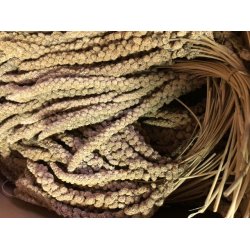 KonaCorn Hirsekolbe Gul