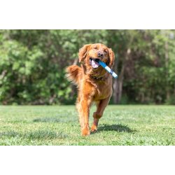 Chuckit Sniff Fetch Stick Bacon